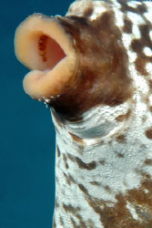 Mouth of Trunkfish.   by David Heidemann 